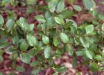 Hedge Cotoneaster